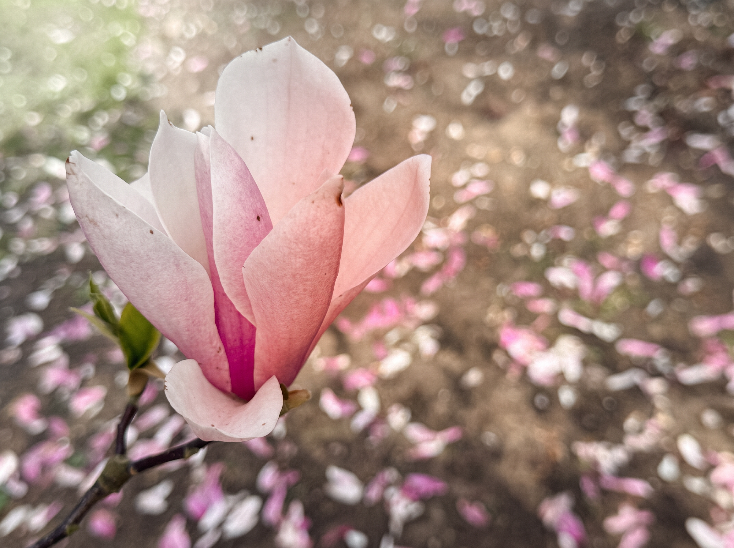 Een open roze magnolia in zacht licht